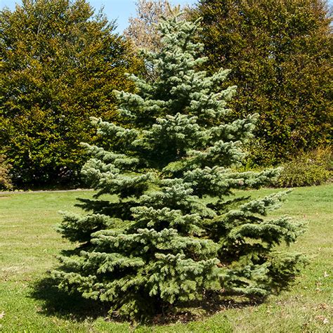 White Spruce Trees For Sale