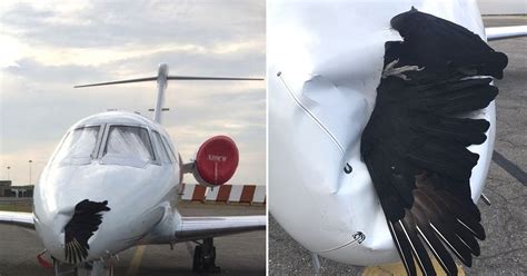 Plane Lands With Bird Embedded In Its Nose After Mid Air Collision