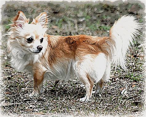 Regal Pose Chihuahua Photograph By Sheri Mcleroy Fine Art America