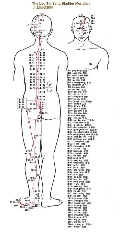 Urinary Bladder Acupuncture Points Acupuncture Points Meridian