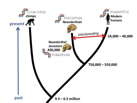 Molecular Clocks Track Human Evolution Human World Earthsky