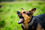 How To Calm An Aggressive Dog - The Quick & Easy Way