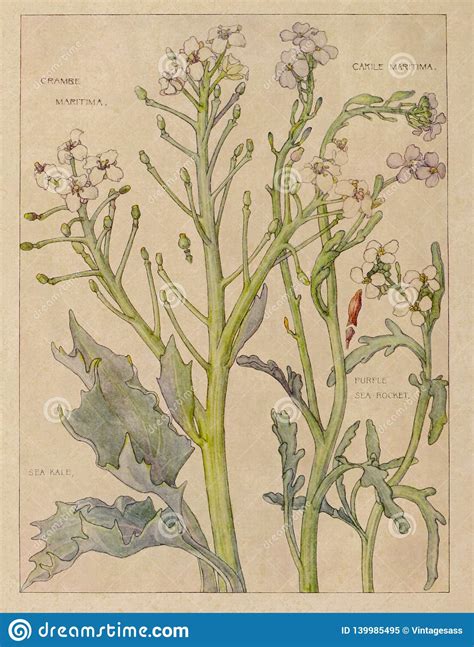 Vintage Watercolor Wildflowers Natural History Botany Illustration