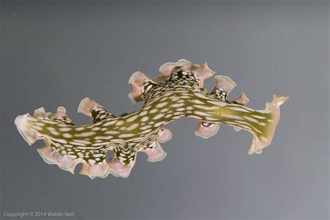 22p0465 Lettuce Nudibranch Waldo Nell Flickr