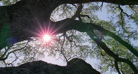 The Film Sufi The Tree Of Life Terrence Malick 2011