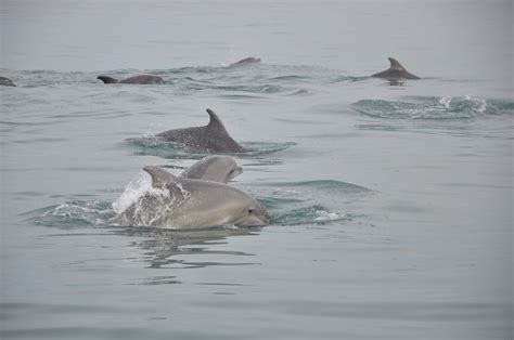 Gallery Black Sea Bottlenose Dolphin Tursiops Truncatus Ponticus