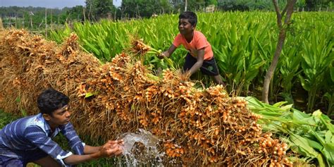 In bitcoin, news, news teaser. In a big win for regions' farmers, Erode turmeric receives ...