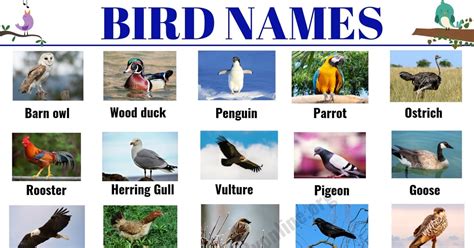 All Birds Pictures With Names In English