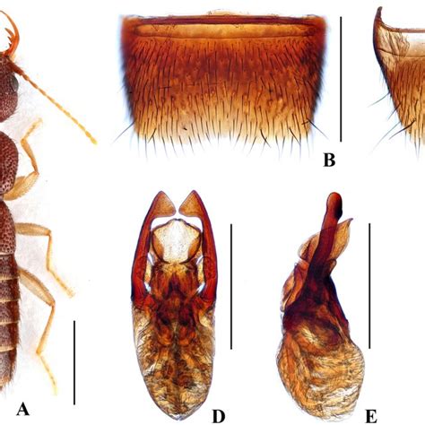 Nazeris Congchaoi A Habitus B Male Sternite Vii C Male