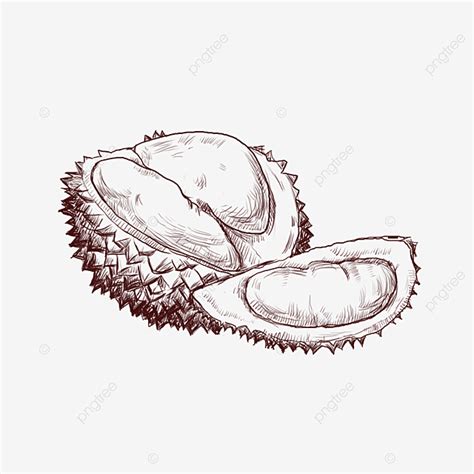 Durian Fruit Png Image Line Drawing Of Seasonal Fruit Durian Seasonal