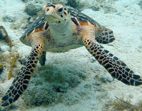 The flesh of the hawksbill sea turtle can become toxic due to the venomous prey it eats. Hawksbill Sea Turtle