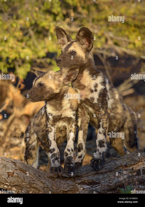 African Wild Dogs Lycaon Pictus Puppies Standing On Tree Stump