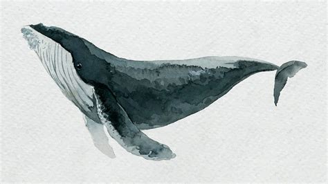 Download Premium Vector Of Humpback Whale Watercolor Painting On White