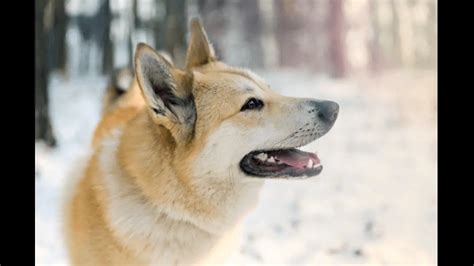 West Siberian Laika Dog Breed Information