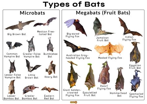 Bat Facts Types Classification Habitat Diet Adaptations Bat