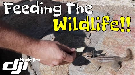 Feeding The Wildlife With My Princess In Colorado 060 Youtube
