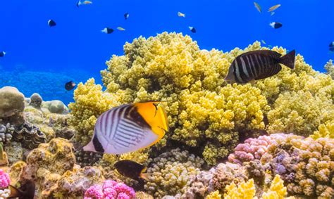 Marine Heat Wave Threatens Coral Reefs Ocean Connect