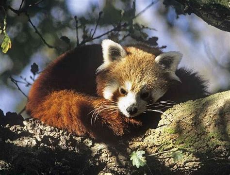 International Red Panda Day 2022 History And Significance Of The Day