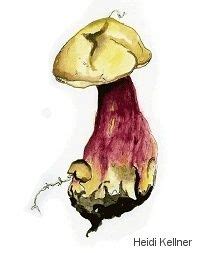 Mushroom Drawings of Heidi Kellner (MushroomExpert.Com) - Fungus ...