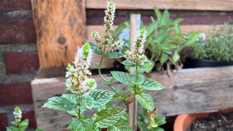22 Different Types Of Mint Plant These Green Fingers