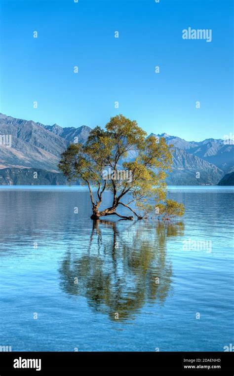 The Famed Wanaka Tree In New Zealand Stock Photo Alamy
