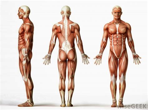 Anatomia Humana Ufpb Quantos Músculos Existem No Corpo Humano