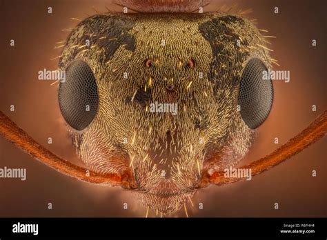 Ant Head Microscope Hi Res Stock Photography And Images Alamy