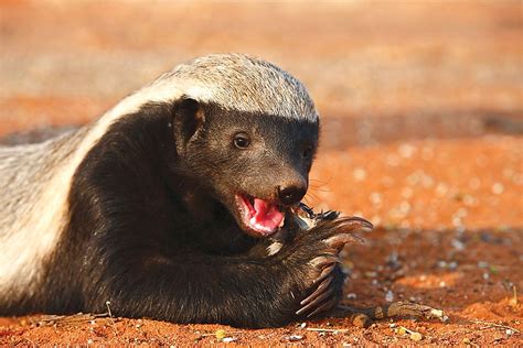 10 True Facts About The Legendary Honey Badger Worldatlas