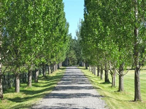 North east decorative gravel ltd. Trees to Line Driveway Pictures | colorado luxury homes ...