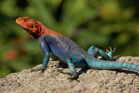 Red Headed Rock Agama Male Lizard Sunning On Rock Native To Africa