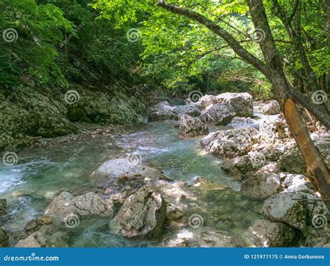 Crystal Clear Water In Mountains Mountain Stream In Forest Stock Image