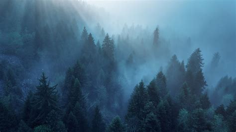 Forest Wallpaper 4k Rhone Alpes Sunlight Morning Fog Blue Nature