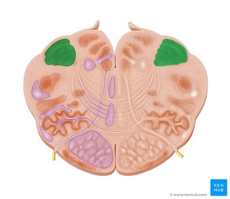 Histological images of human brain slice illustrating the dorsal column and medial lemniscus pathway. Medulla oblongata: Anatomy and clinical aspects | Kenhub