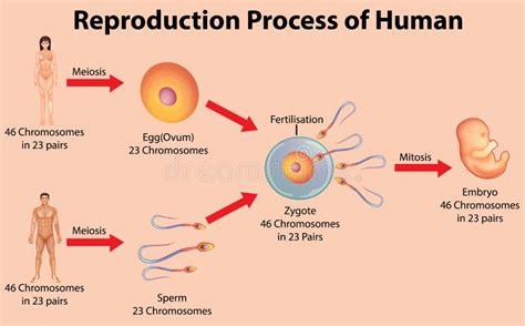 Human Reproduction Process Animation