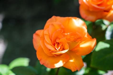 Free Photo Closeup Of Orange Garden Roses Surrounded By Greenery