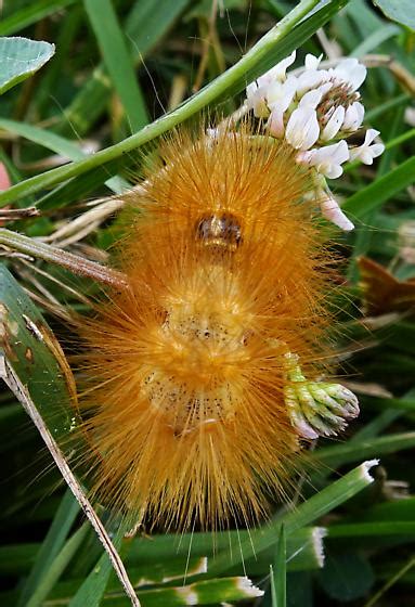 Caterpillar Estigmene Acrea Bugguide Net