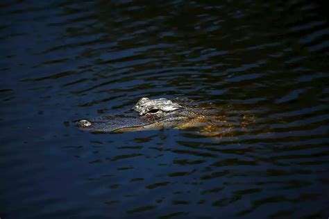 Nine Foot Alligator Bites 68 Year Old South Carolina Woman Walking Her
