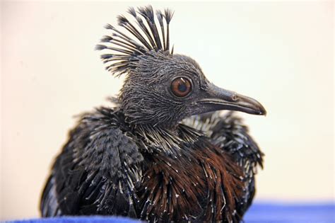 A Victoria Crowned Pigeon Hatches At Zoo Miami Zooborns