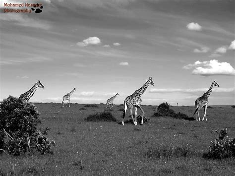 Masai Giraffes At Maasai Mara National Reserve Kenya 2013 Flickr