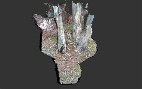 Tree Trunk 2 3d Model By Ms3d 314bb74 Sketchfab