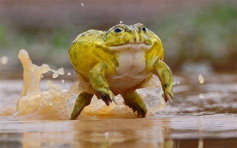 Top 10 Freaky And Fascinating Frogs Animal Behaviour Earth Touch News