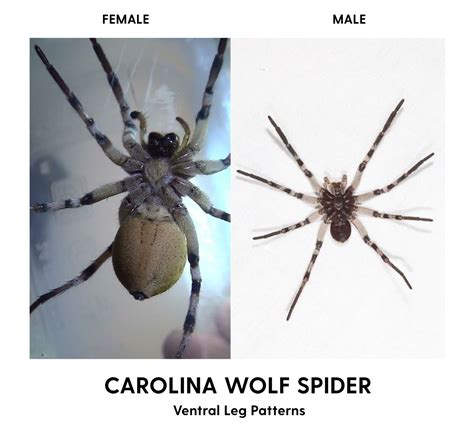 Wolf Spiders In Murfreesboro City Complete List And Details About Wolf