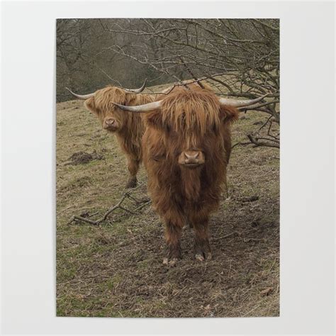 Scottish Highland Cow Poster By Haley Redshaw Society6