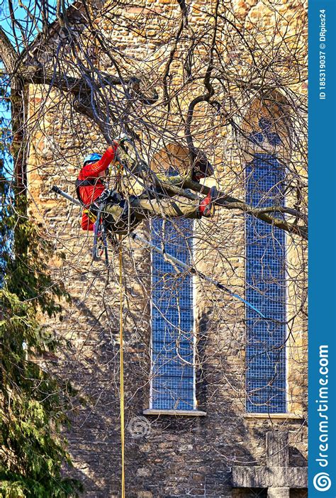 Tree Climber Cuts Branches In A Tree Top Stock Image Image Of Hardhat
