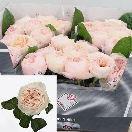 ROSE EMMA WOODHOUSE 60cm Wholesale Dutch Flowers Florist Supplies UK