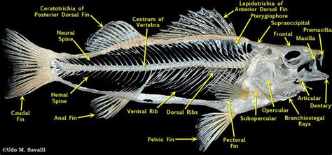 Bio370 Bony Fish Skeleton Next Generation Science Standards Science