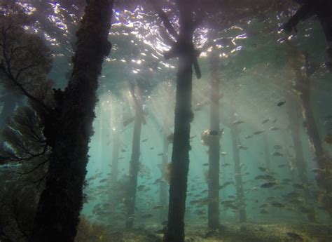Alabama Underwater Forest Gktoday