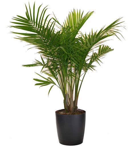 Majesty Palm In Living Room Indoor Tropical Plants