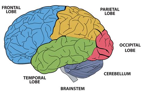 Brain Functions Bc Centre For Ability Bccfa