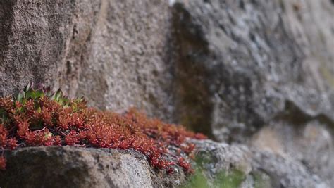 Free Images Tree Nature Rock Leaf Flower Wall Wildlife Idyllic